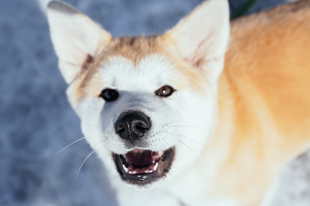 Groot portret van akita inu-hond die in de camera kijkt met een focus op zijn neus