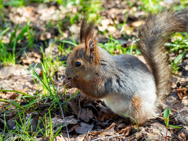 Groot portret van een eekhoorn zittend op het groene gras in het park op een zonnige lentedag. Detailopname