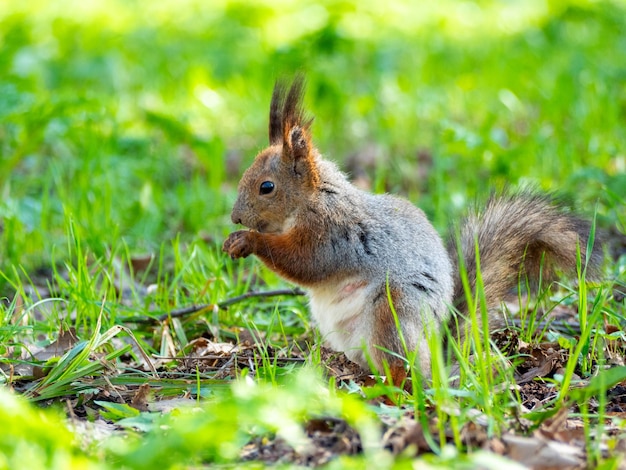 Groot portret van een eekhoorn zittend op het groene gras in het park op een zonnige lentedag. Detailopname