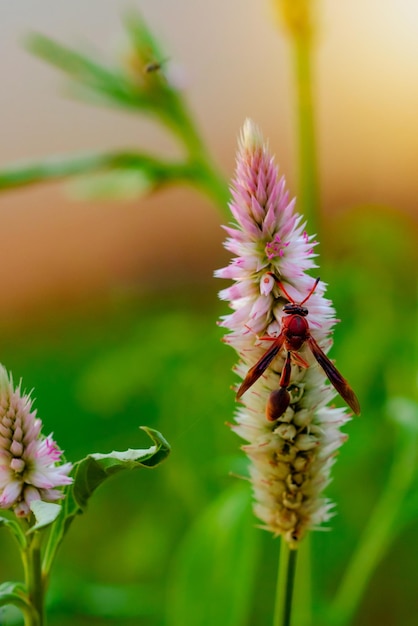 Groot rood insect dat op een zonnige dag op een paarse bloem eet Macrofoto van een insect in de natuur