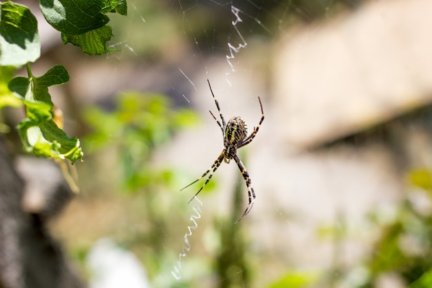 Groot spinnerclose-up op een web in aard