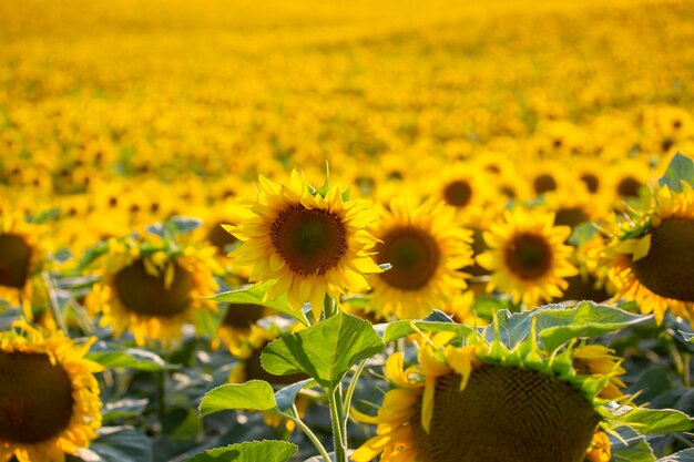 Groot veld met bloeiende zonnebloemen. Agronomie, landbouw