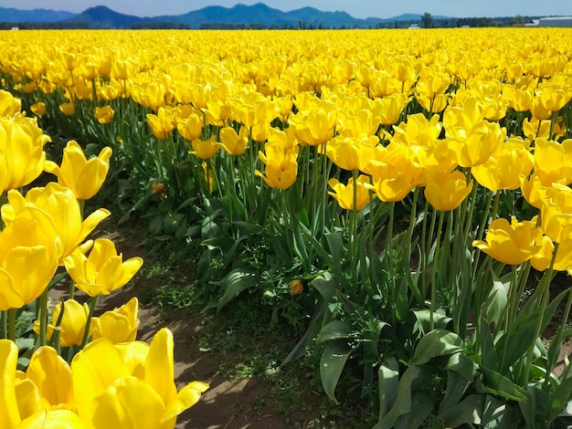 groot veld met gele tulpen in de bergen