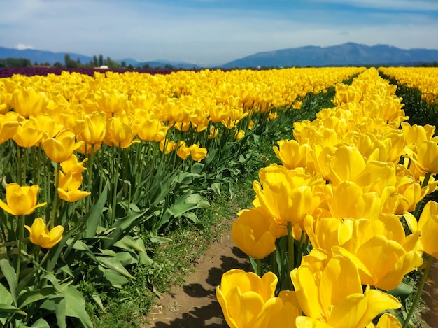 groot veld met gele tulpen in de bergen