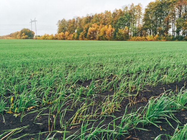 Groot veld met jong groen gras bij bewolkt weer 1