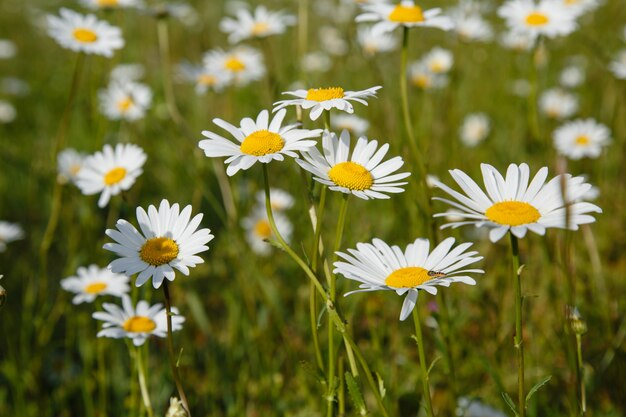 Groot veld met madeliefjes