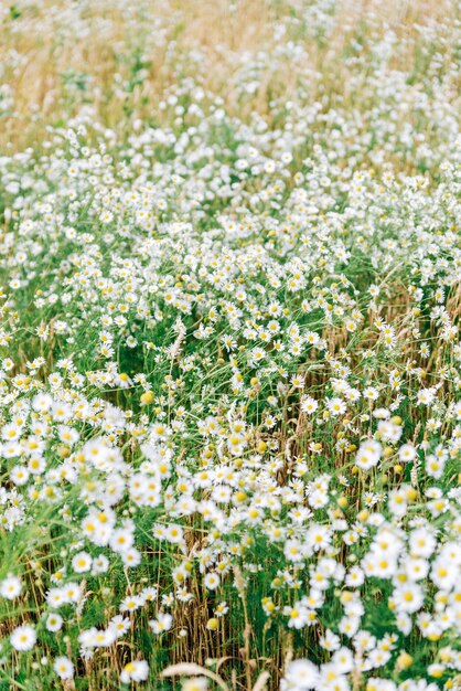 Groot veld met margrieten in de zomer