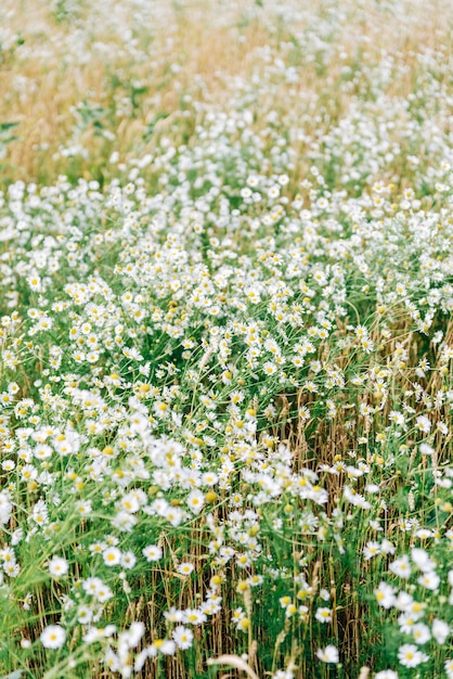 Groot veld met margrieten in de zomer