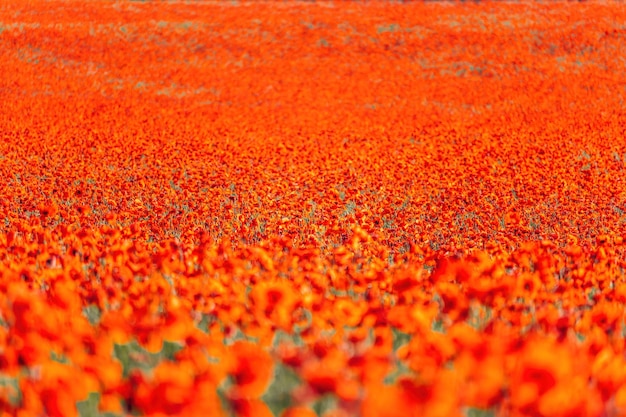 Groot veld met rode papavers en groen gras bij zonsondergang prachtige veld dieprode papavers bloemen met