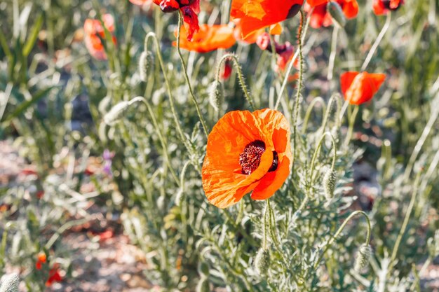 Groot veld met rode papavers en groen gras bij zonsondergang prachtige veld dieprode papavers bloemen met