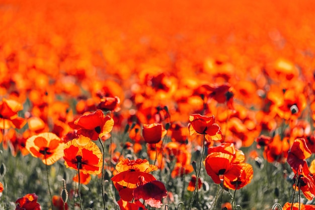 Groot veld met rode papavers en groen gras bij zonsondergang prachtige veld dieprode papavers bloemen met