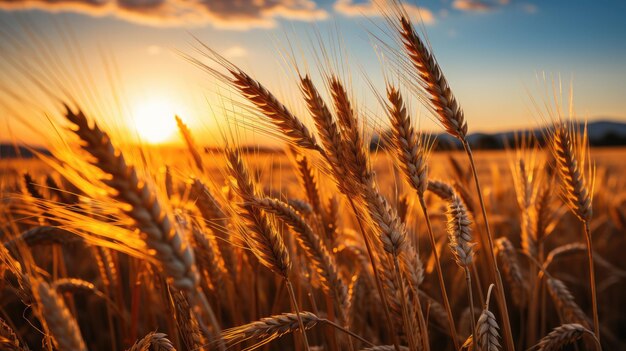 Groot veld met strobalen zonsondergang