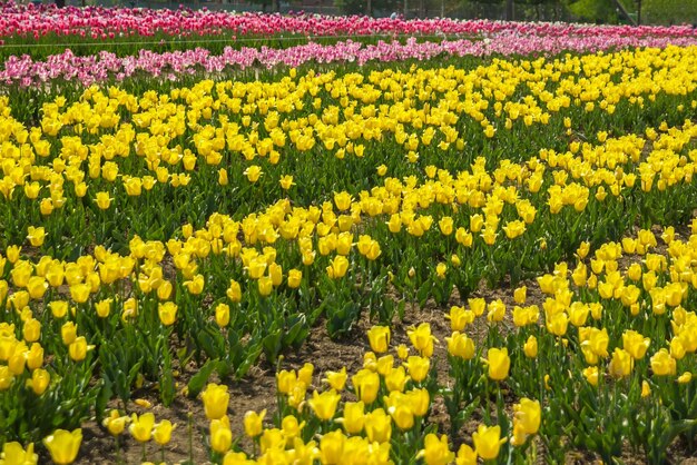 Groot veld met veelkleurige tulpenbloemen