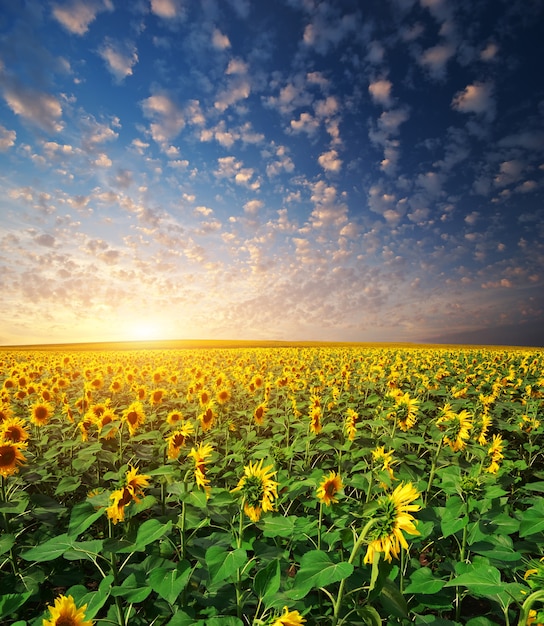 Groot veld met zonnebloemen