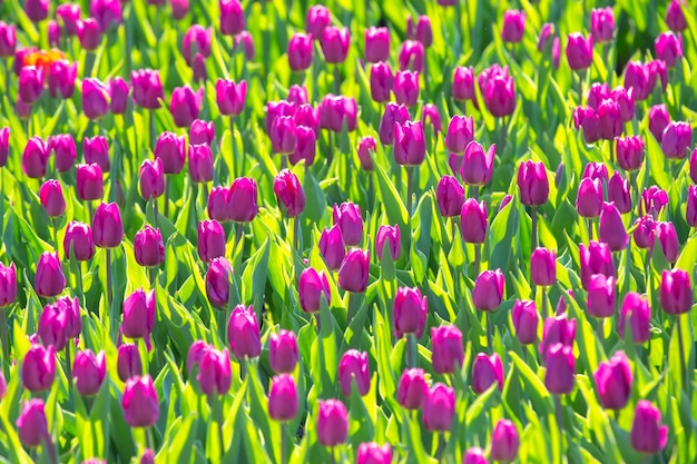 Groot veld van bloeiende paarse tulpen. bloemen en plantkunde