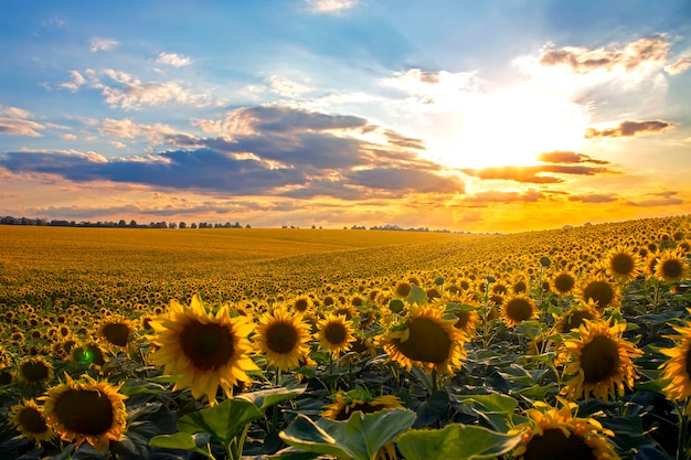 Groot veld van bloeiende zonnebloemen in zonlicht. Agronomie, landbouw en botanie