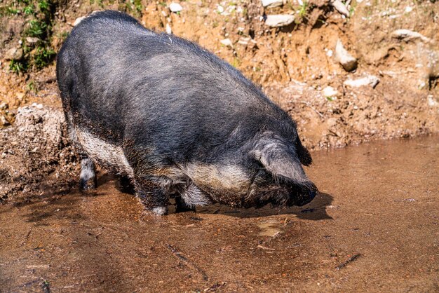 Groot vet vuil varken in de modder op zoek naar voedsel.