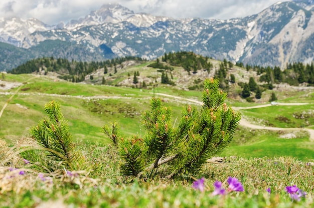 Groot Weilandplateau in Alpen, Slovenië. Berghuisje hut, huis op groene heuvel. Alpenlandschap