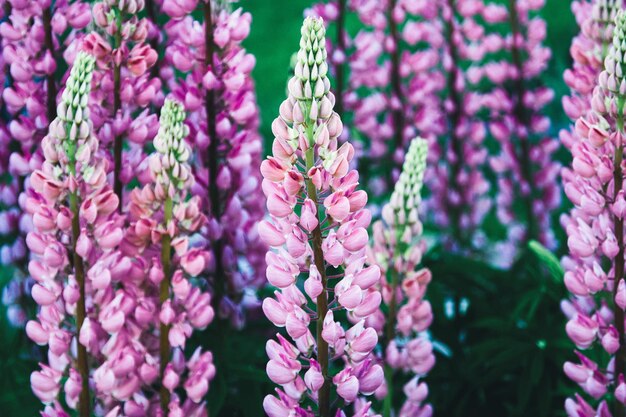 Grootbladige lupine paarsroze bloemen Lupinus polyphyllus bloeien in de zomer