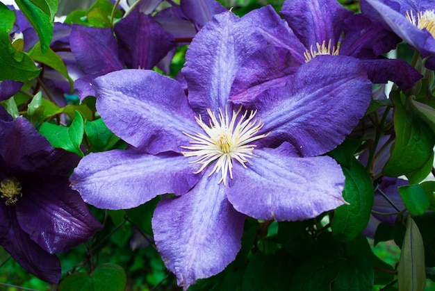 Grootbloemige clematis. Clematis x jackmanii in park