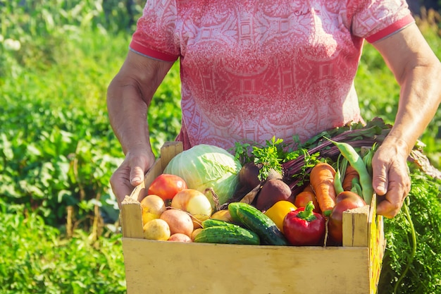 Grootmoeder met groenten in de tuin.