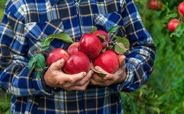 Grootmoeder oogst appels in de tuin Selectieve aandacht