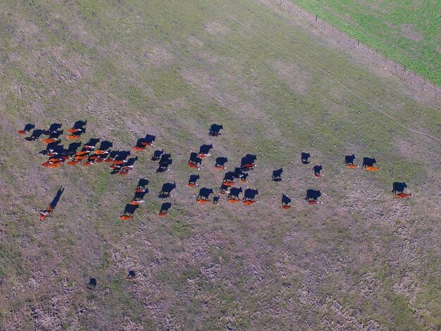 Grootschalige vleesproductie in Argentinië luchtfoto van een partij koeien