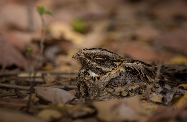 Grootstaartnachtzwaluw Caprimulgus macrurus xASlaap op de grond