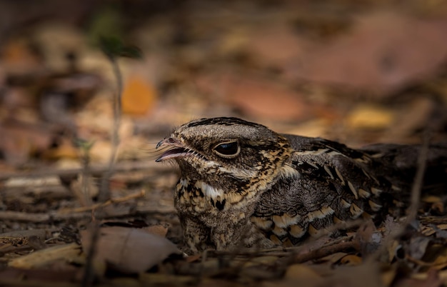 Grootstaartnachtzwaluw Caprimulgus macrurus xASlaap op de grond