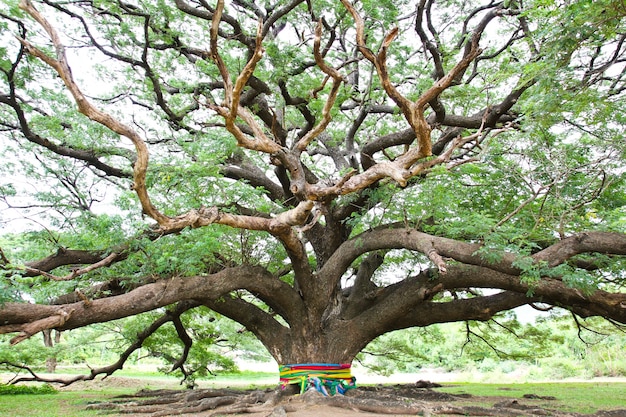 Grootste Monkey Pod Tree in Kanchanaburi, Thailand