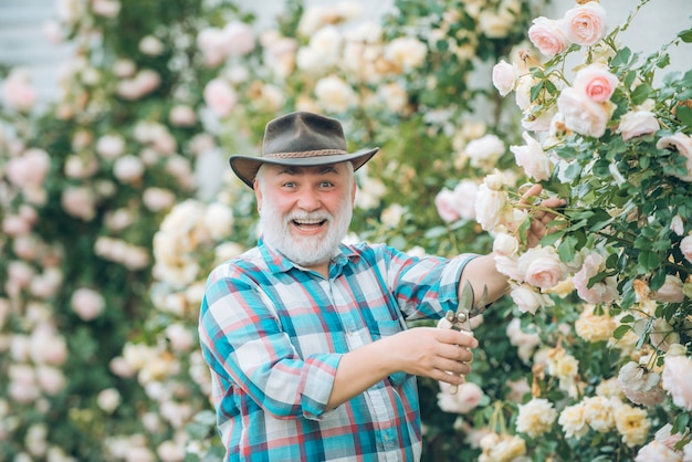 Grootvader aan het werk in de tuin over rozen achtergrond gelukkige tuinman met lente bloemen grootvader e...