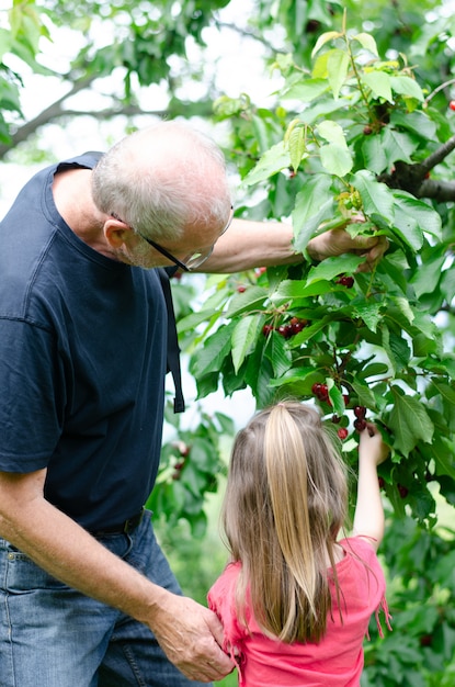 Grootvader die haar kleindochter helpt kersen uit de boom te plukken