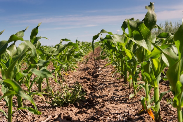 Groove of plowed land with planted corn