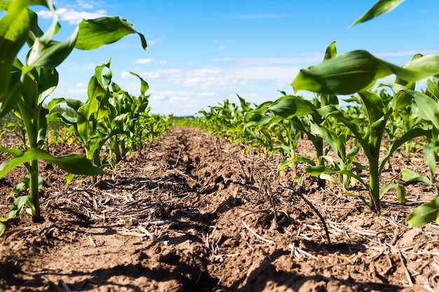 Groove of plowed land with planted corn