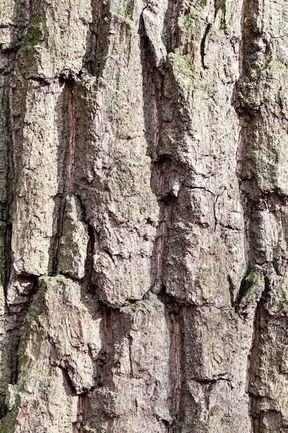 Grooved bark on old trunk of oak tree close up