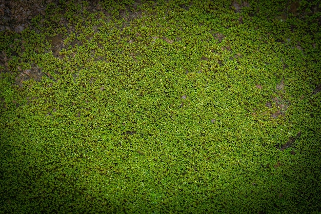 自然の中の溝のある緑の苔の背景