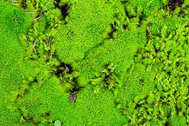 grooved green moss background in nature