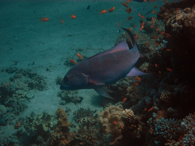 Grosser fisch mit blauen punkten im roten meer