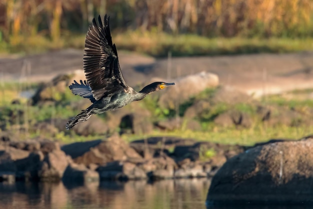 Grote aalscholver Phalacrocorax carbo