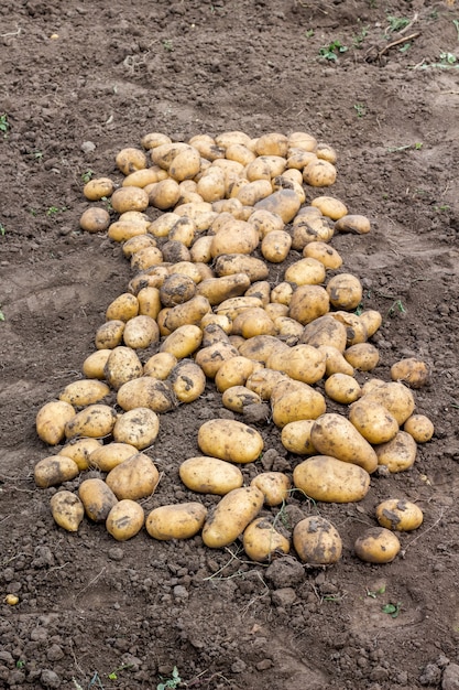 Grote aardappelknollen op de grond