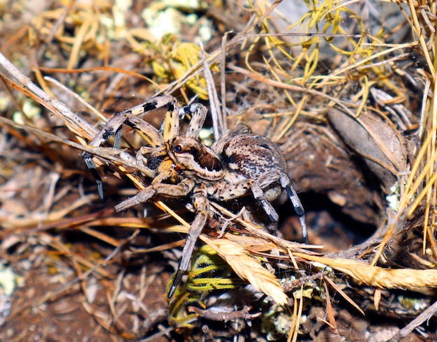 Grote aarden wolfsspin in zijn hol wacht op prooi. Detailopname. Lycosidae, Hogna. Entelegynae. Verschrikking.