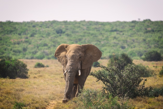 Grote Afrikaanse olifant die in struiken van het Nationale Park van Addo, Zuid-Afrika loopt