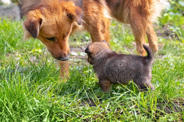 Grote agressieve hond kijkt naar een kleine puppy