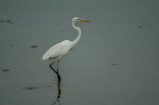 Grote aigrette die zich in een ondiepe kreek bevindt