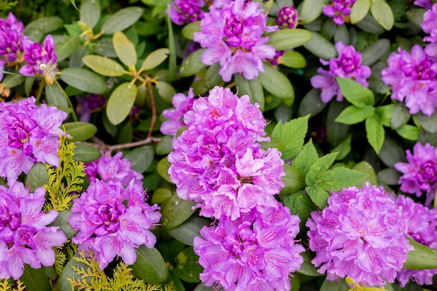 Grote azalea of rododendron in tuin. Seizoen van bloeiende azalea's in de botanische tuin. plant in een zonnig lentepark, prachtige bloemenachtergrond in de buitenlucht