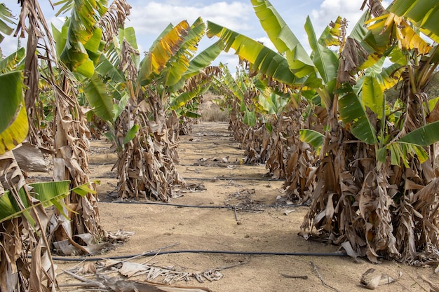 Grote bananenplantage met irrigatiesysteem