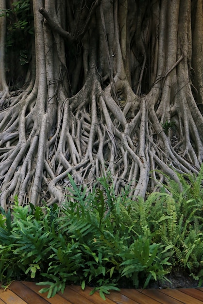 Grote banyan tree root