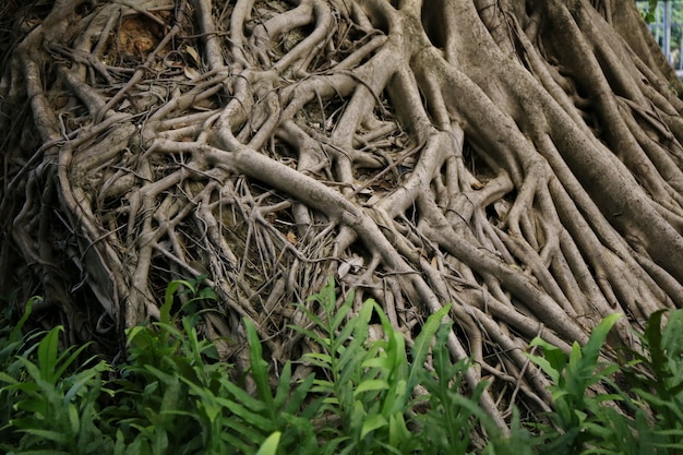 Grote banyan tree root