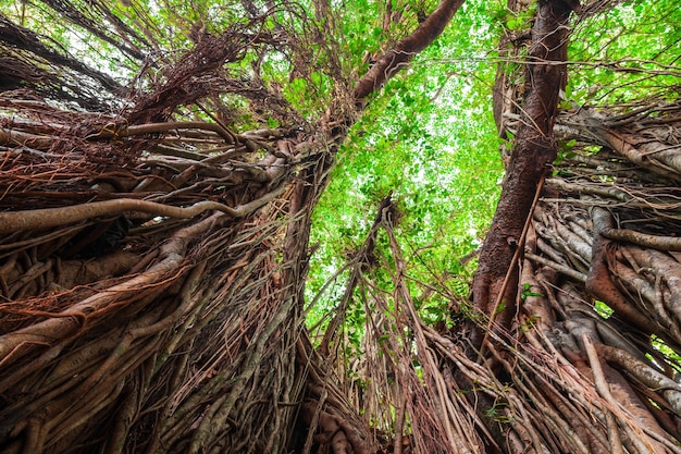 Grote banyanboom in India