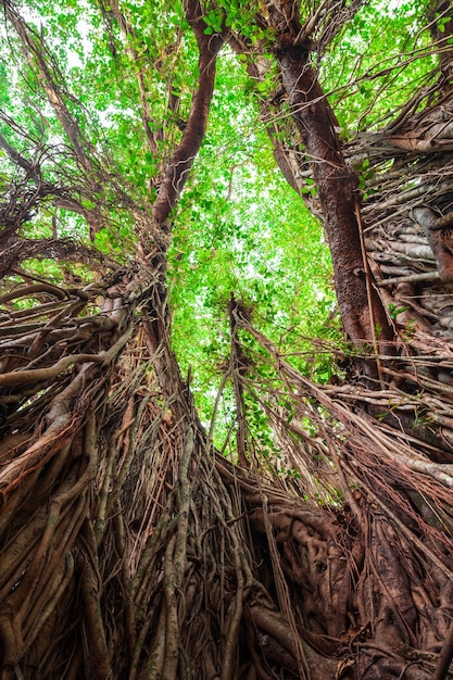 Grote banyanboom in India